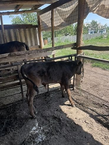 Животные: Продаю | Бык (самец) | На откорм — 4