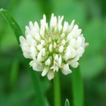 семена клевера цена: КЛЕВЕР белый ДЕКОРАТИВНЫЙ Ривендел   DLF Trifolium ☘️ Клевер белый — 2