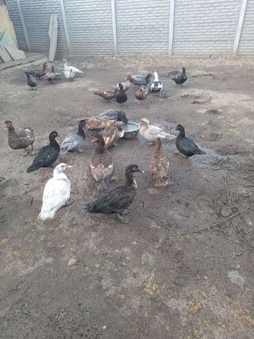 купить собаку шпица недорого: Продаю тяжёлую линию уток.Есть так же гуси порода мамут — 2