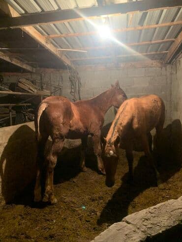 цены породистых собак: Продаю | Жеребенок | Для разведения — 6