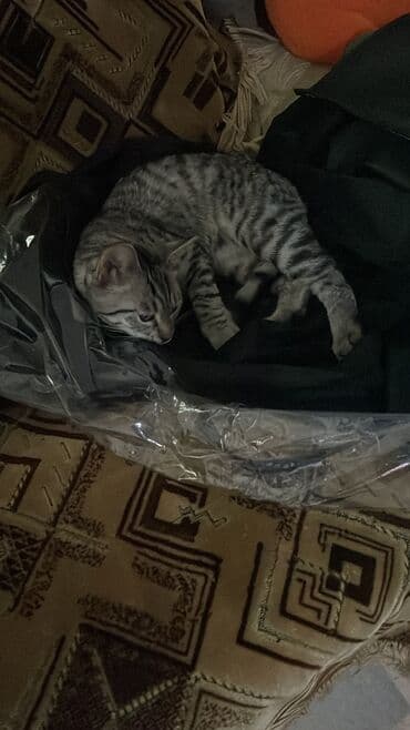 американская короткошёрстная кошка: 10 месяцев, Девочка, Серый, Приучена к лотку — 3