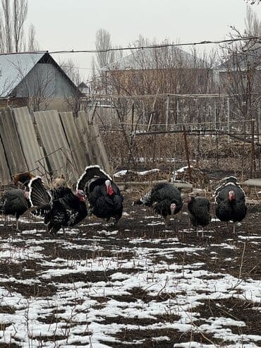 Зоотовары: Продаю | Индюк (самец) — 2