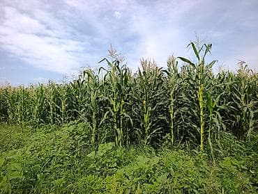 ферма центр: Продается кукуруза 🌽 сорт местный в перемешку с пионером поле — 2