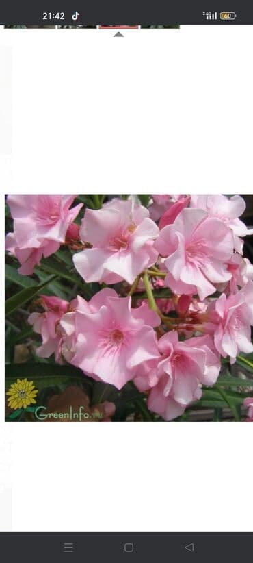 Продам цветок Олеандр