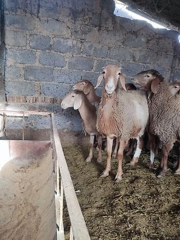 дакан цыпленок: Продаю | Овца (самка) | Арашан | Для разведения | Матка, Ярка — 2