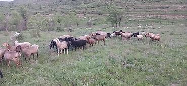 Продаю | Овца (самка) | На забой | Матка at lalafo.kg Продаю | Овца (самка) | На забой | Матка