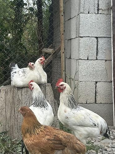 Продаю | Куры | Брама | Для разведения at lalafo.kg Продаю | Куры | Брама | Для разведения