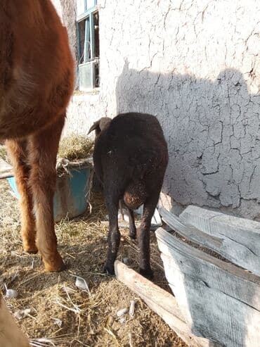 сколько стоит коза дойная купить: Продаю | Козёл (самец) | Полукровка | Для разведения — 7