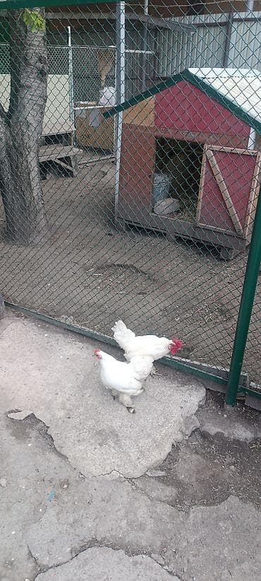 беде тук чоп: Продаю карликовых пара
чисто белые. Цена 3000 сом — 1