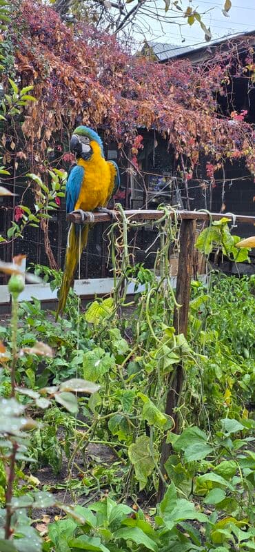 дом попугая: Ара синежёлтый (Blue-and-yellow Macaw) - Яркий крупный попугай с — 1