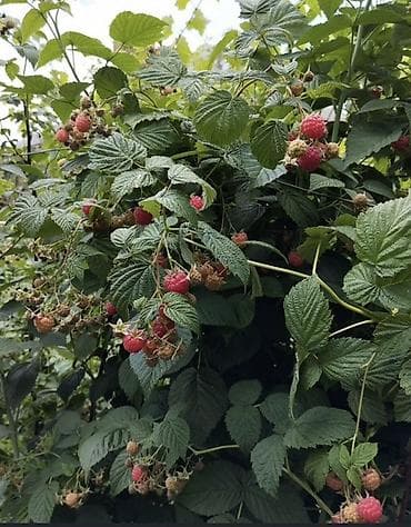 скупка рыбы: Саженцы малины (по очень хорошей цене) — 1