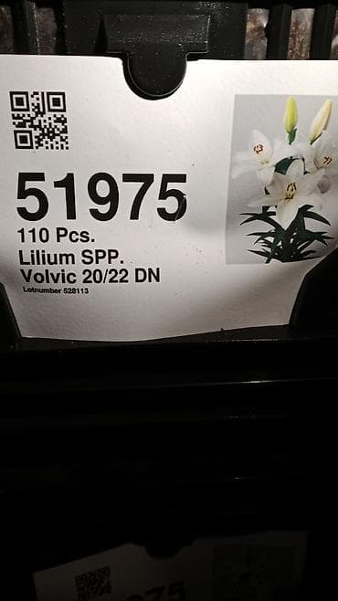 оптом кийимдер: Луковицы лилий (Lilium spp.) — профессиональные сортовые партии — 3