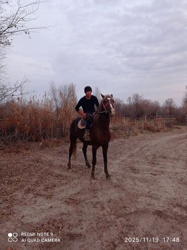 Жылкылар, аттар: Сатам | Байтал | Англиялык | Жумушка | Асыл тукумдуу — 2