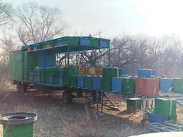 тез арада: Передвижная платформа на 38 ульев, 12-ти рамочных, дадан, тракторный — 1