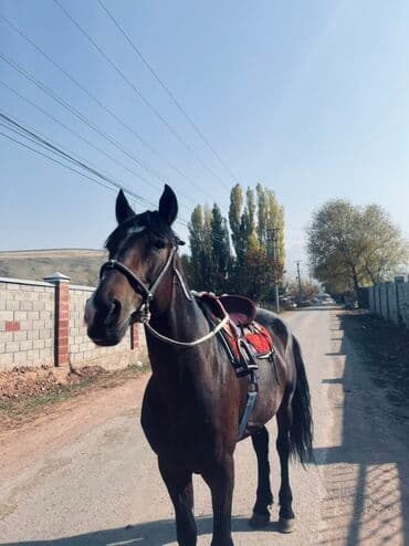 Аквариумдар: Сатам | Жылкы (эркек) | Жумушка | Мерин — 3