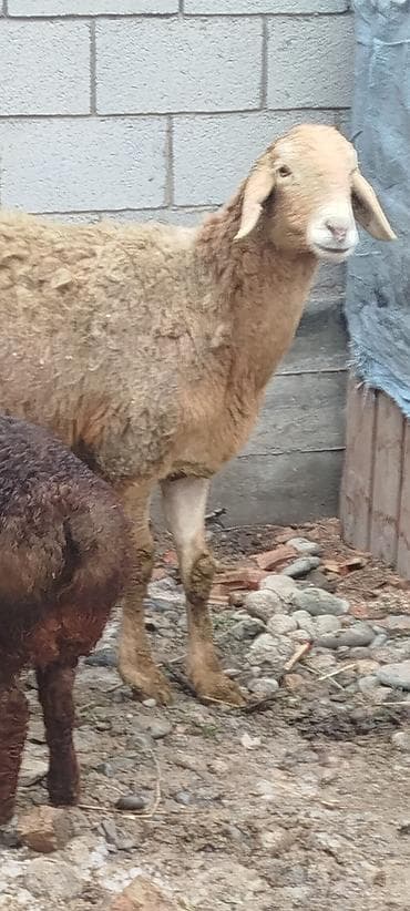 Аквариумдар: Сатам | Ургаачы кой (ургаачы) | Көбөйтүү үчүн | Ургаачы — 5