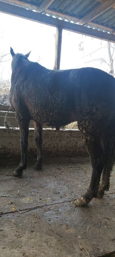 Лошади, кони: Продаю | Конь (самец), Жеребец | На забой, Для разведения — 4