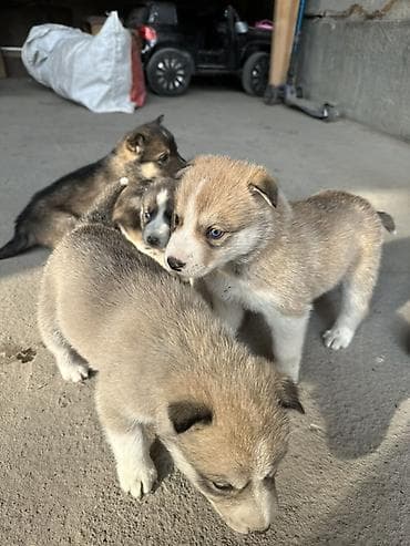 Продажа собак: Щенки северного типа (окрас как у хаски/лайки) - Помёт из нескольких — 1