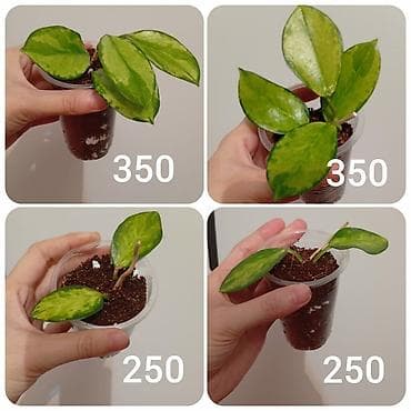 Акча багы: Гулдор сатылат — 2