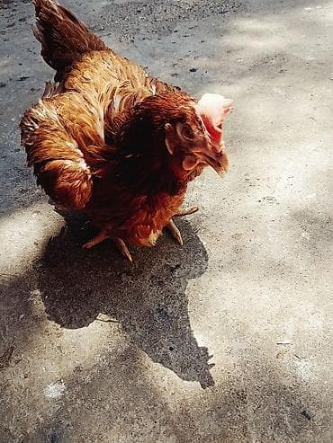 собаки самки: Продаю | Куры | Род-Айленд | Несушки — 2