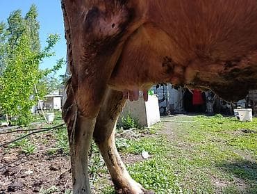 собака доберман сколько стоит: Продаю | Корова (самка) | Голштин | Для молока | Привязанные — 3