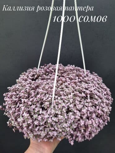 живые растения в аквариум купить: Комнатные растения, цветы (молодые растения, взрослые экземпляры). Не — 28