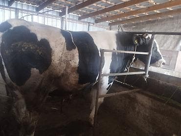 голштин парода: Продаю | Бык (самец) | Голштин | Для разведения | Племенные — 2