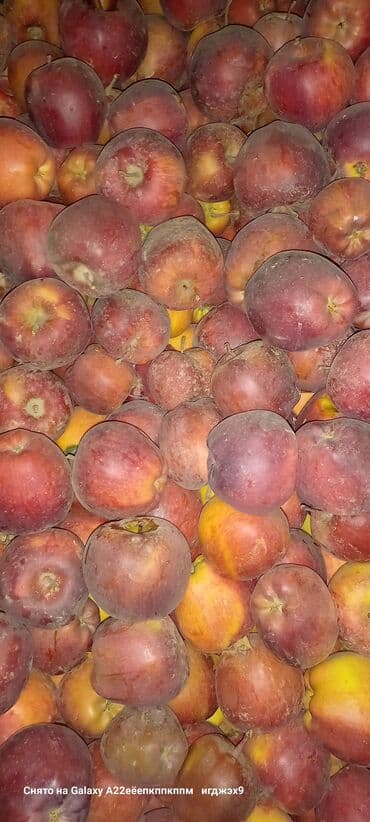 продам мебель бу в бишкеке: Яблоки Превосходное, Оптом — 3