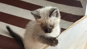 английская кошка: Кошка даром: Беспородная, 2 месяца, Мальчик, Метис, Приучена к лотку — 1