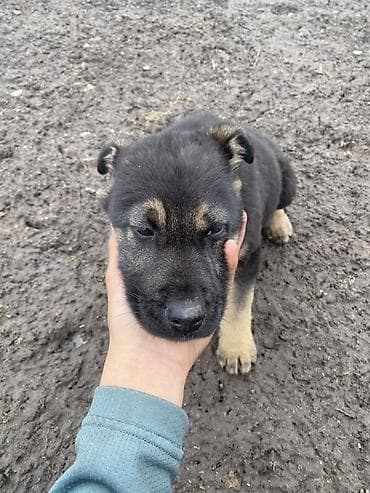товары для собак: Немецкая овчарка, 1 месяц, Самец, С родословной — 2