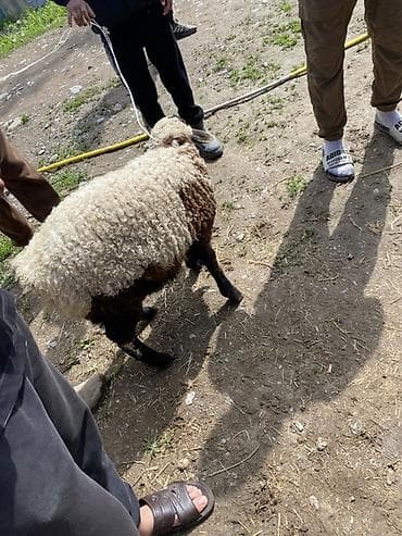 кролик цена: Продаю | Овца (самка) | Для разведения | Ярка — 3