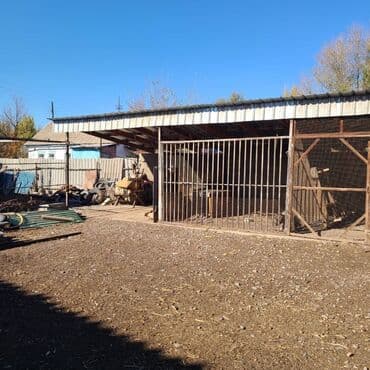 продаю дом новониколаевка: Үй, 150 кв. м, 5 бөлмө, Менчик ээси, Евро оңдоо — 31