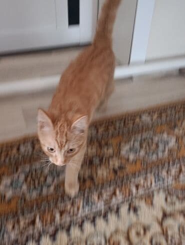 животные коты: Кошка даром: Беспородная, Мальчик — 6