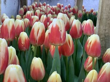 тюльпан оптом бишкек: Принимаем заказы на луковицу тюльпана, гиацинта, крокуса — 28