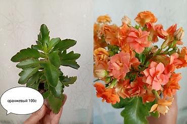 цветы ручной: Каланхоэ (комнатное, махровые соцветия) - Окраски: оранжевая и белая - — 1