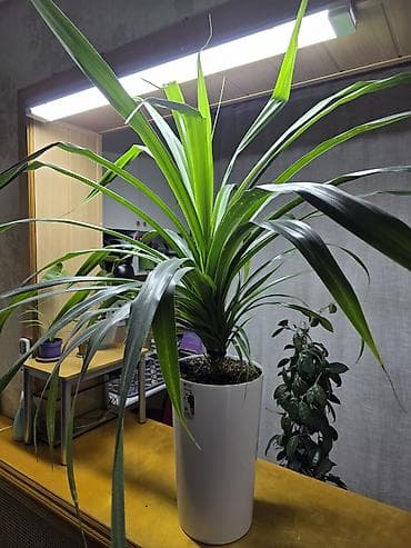4 pot: Комнатное растение – Панданус в высоком белом кашпо. - Эффектная — 1