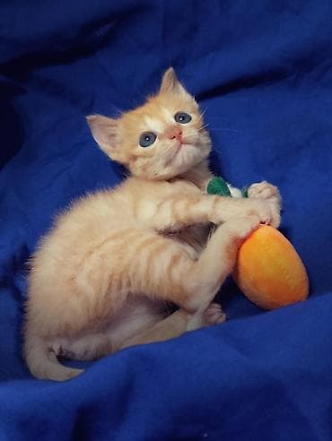 кошка регдолл: 2 месяца, Мальчик, Рыжий, Приучена к лотку, Проглистована, С прививками — 4