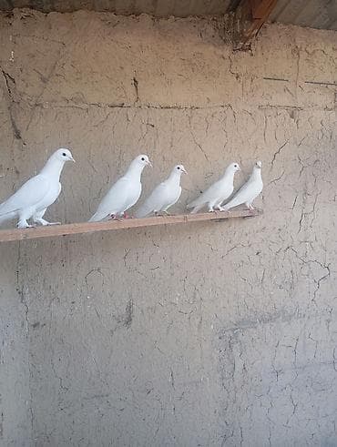 птица манаса: Белые голуби (стайка) Для торжество свадбы, для выпусных школ — 1