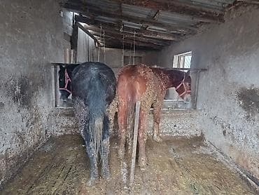 гнёзда для кур: Продаю | Кобыла (самка) | Полукровка | Рабочий — 4