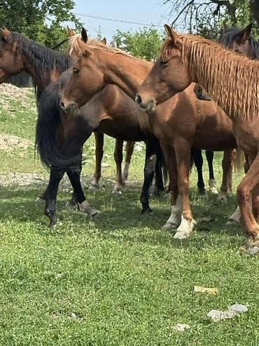 куна: Продаю | Кобыла (самка) | Для молока, Рабочий | Племенные — 5