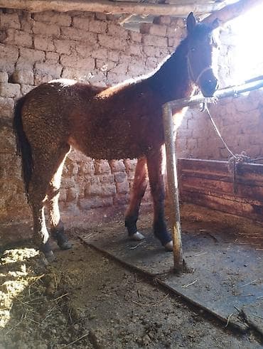 кукуруза белая: Продаю | Кобыла (самка) | Рабочий — 2