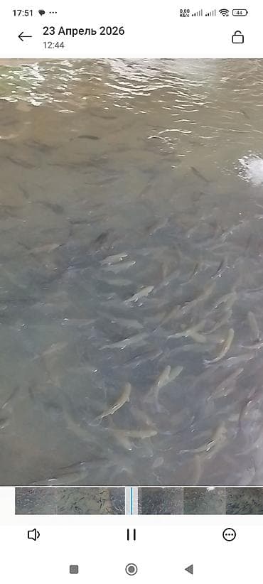 бу аквариум: Форель радужная, на дорост мальки 30гр. 150гр. 500гр — 8