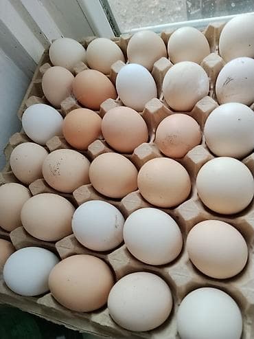 Продукты питания: Свежее куриные яйца(до 5 дней)от домашних курочек,цена 15 сом — 1