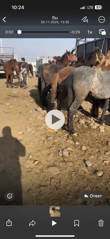 кормовой сабиз: Продаю | Жеребенок | Рабочий — 4