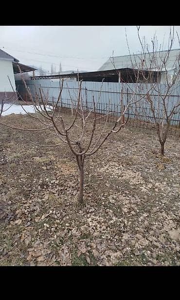 натижной потолог: Профессиональная обрезка плодовых деревьев и кустарников. - — 8