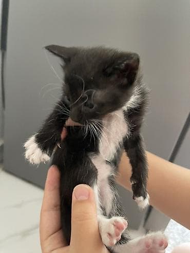 Животные: Котята домашние, короткошёрстные. Около 1–1,5 месяцев. В помёте разные — 10