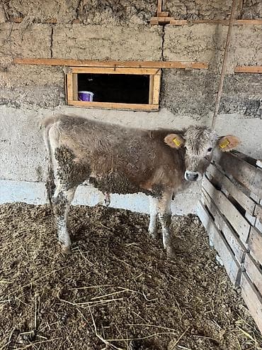 Эчкилер, текелер: Сатам | Музоо | Бордоп семиртүү үчүн — 2