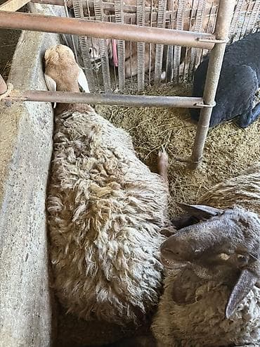 Продаю | Баран (самец) | Для разведения at lalafo.kg Продаю | Баран (самец) | Для разведения