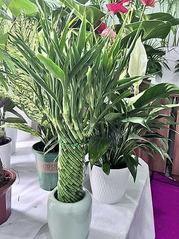 Женское счастье (Спатифиллюм): Комнатные растения (в кашпо/горшках) 1) Сансевиерия (Sansevieria — 3