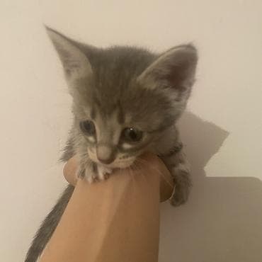 новорожденные котята: Скотиш Страйт (Шотландская прямоухая), 1 месяц, Девочка, Серый — 2
